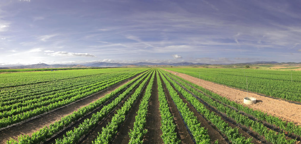 campo uvas pequeña