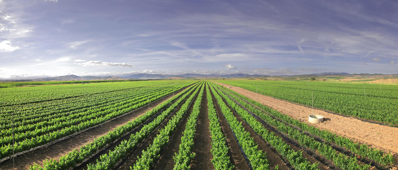 campo uvas pequeña