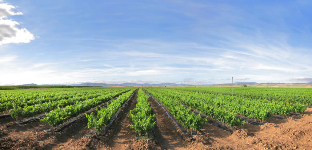 plantación uvas mediana