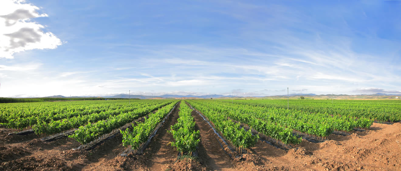 plantación uvas mediana