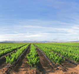 plantación uvas mediana